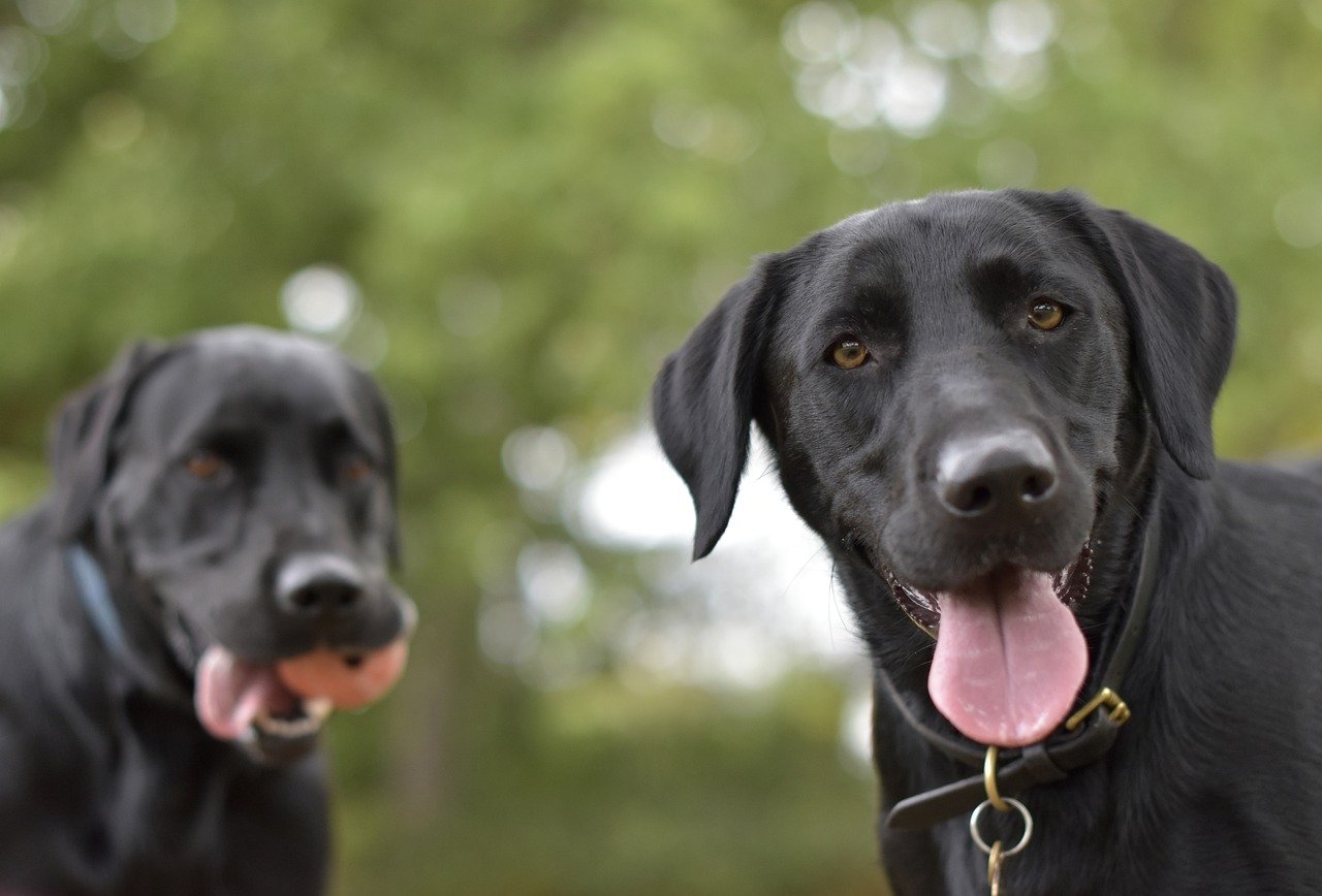 Understanding the Temperament of Popular Dog Breeds